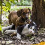 Assurance animalière : une prévoyance nécessaire ?